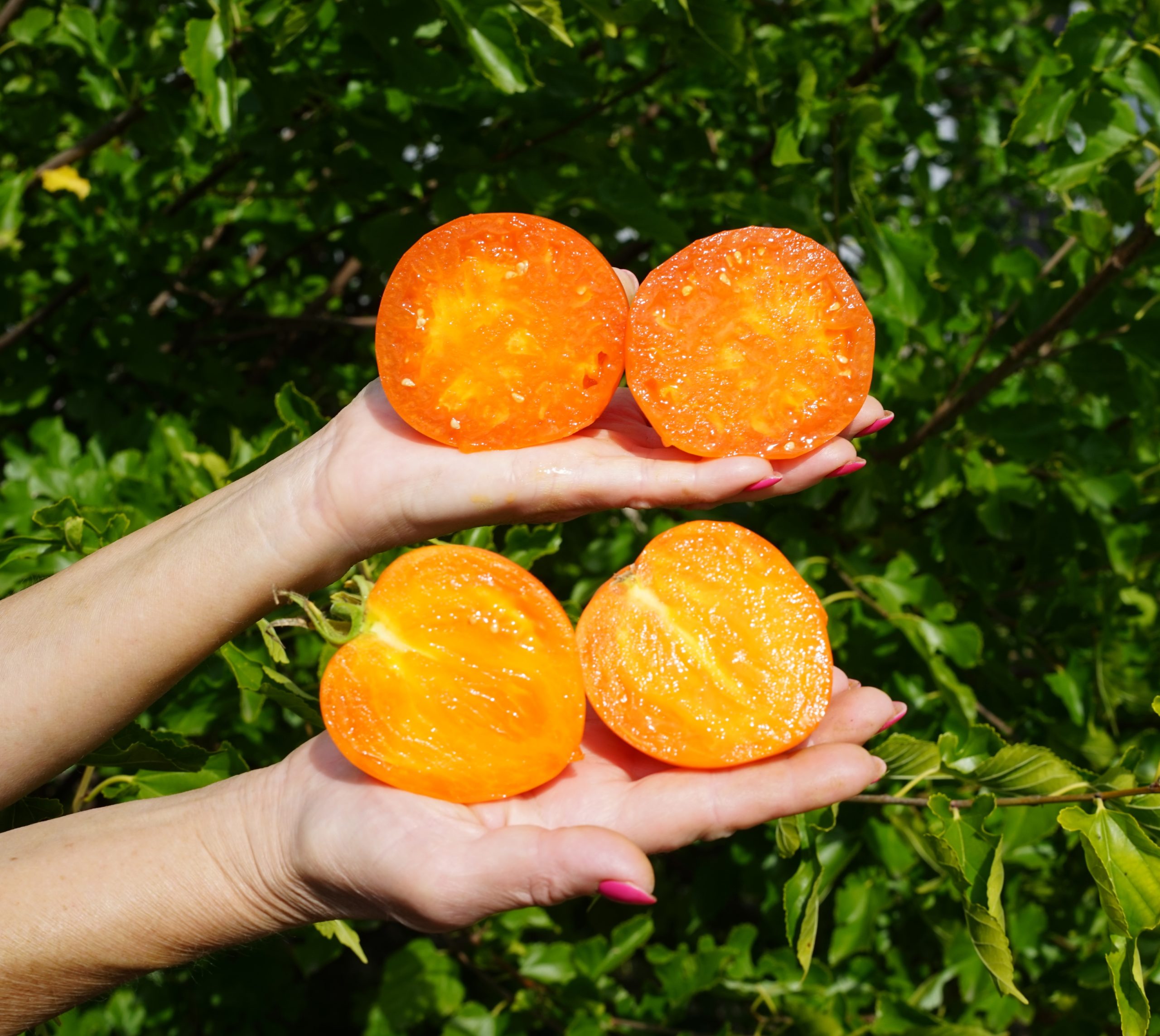 Клубника Оранжевая (Orange Strawberry) США