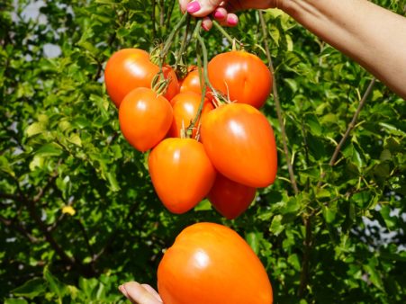 Клубника Оранжевая (Orange Strawberry) США