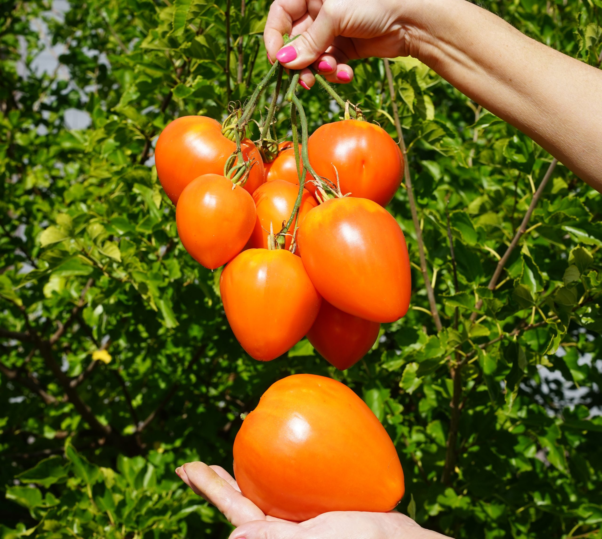 Клубника Оранжевая (Orange Strawberry) США