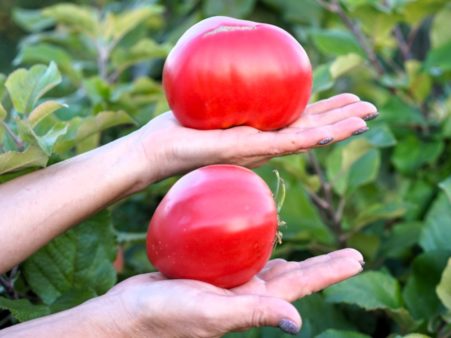 Малиновое мамино сердце (Mom's Raspberry Oxheart) Италия