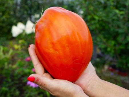Гигантский Меч (Spadone Gigante)