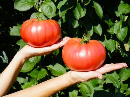 Розовый Гигант Явена (Gigante Rosa di Giaveno)