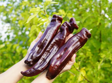Перец сладкий Шпицпаприка шоколад (Spitzpaprika Chocolate)